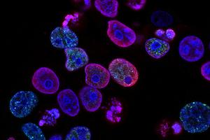 A scientific image of cells