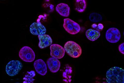 A scientific image of cells
